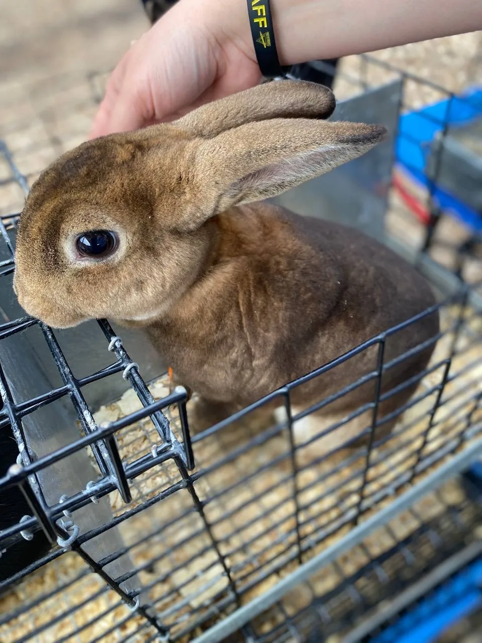 Man holding a black-and-white bunny wrapped in a towel at kids petting zoo
